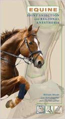 Equine Joint Injection and Regional Anesthesia