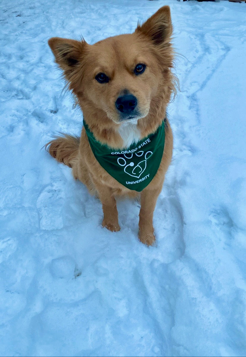 Stethoscope Pet Bandana