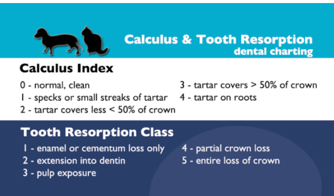 Pull & Know Dentistry Cards
