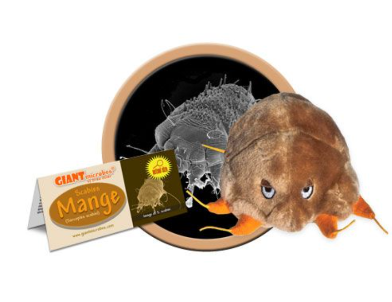 Giant Microbe: Mange (Sarcoptes Scabiei)