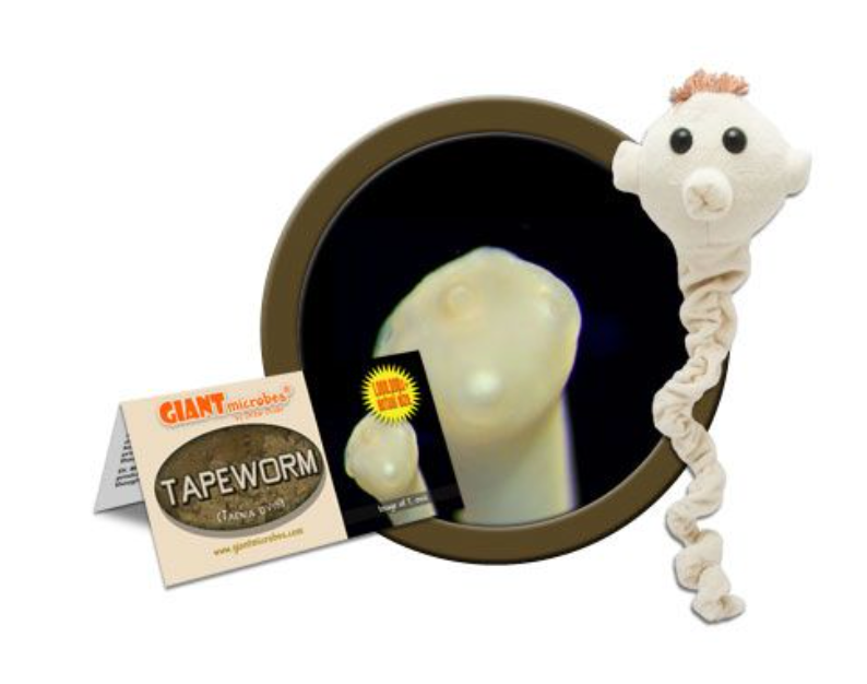 Giant Microbe: Tapeworm (Taenia Ovis)