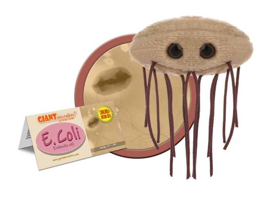 Giant Microbe: E. Coli (Escherichia Coli)