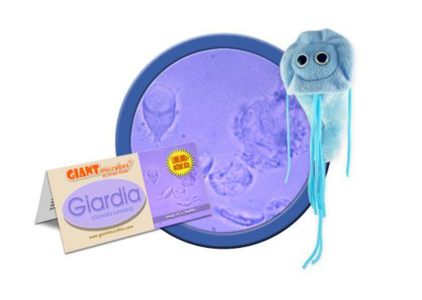 Giant Microbes: Giardia
