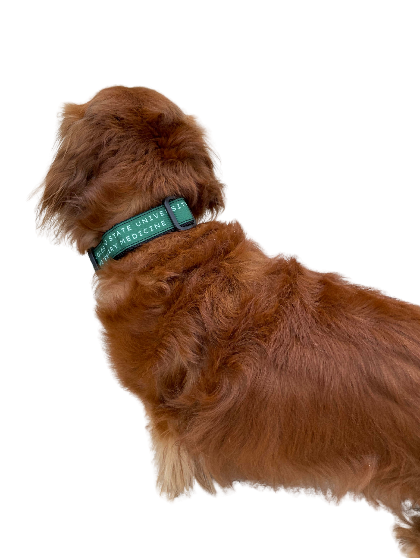 CSU Vet Med Collar