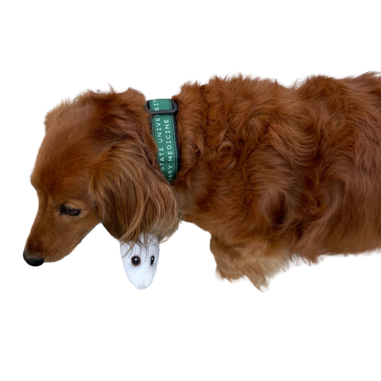 CSU Vet Med Collar