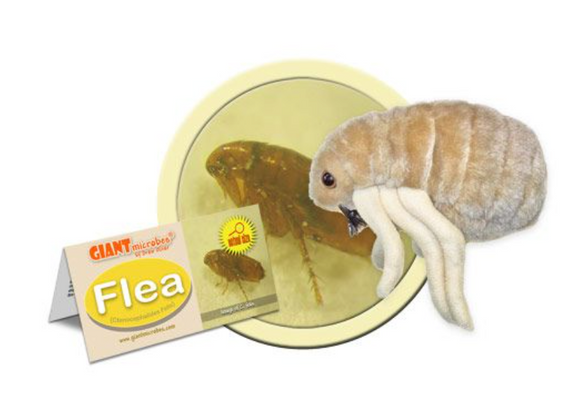 Giant Microbe: Flea  (Ctenocephalides Felis)