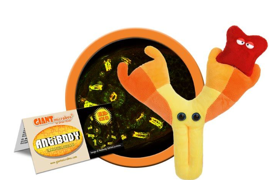 Giant Microbe: Antibody (Immunoglobulin)