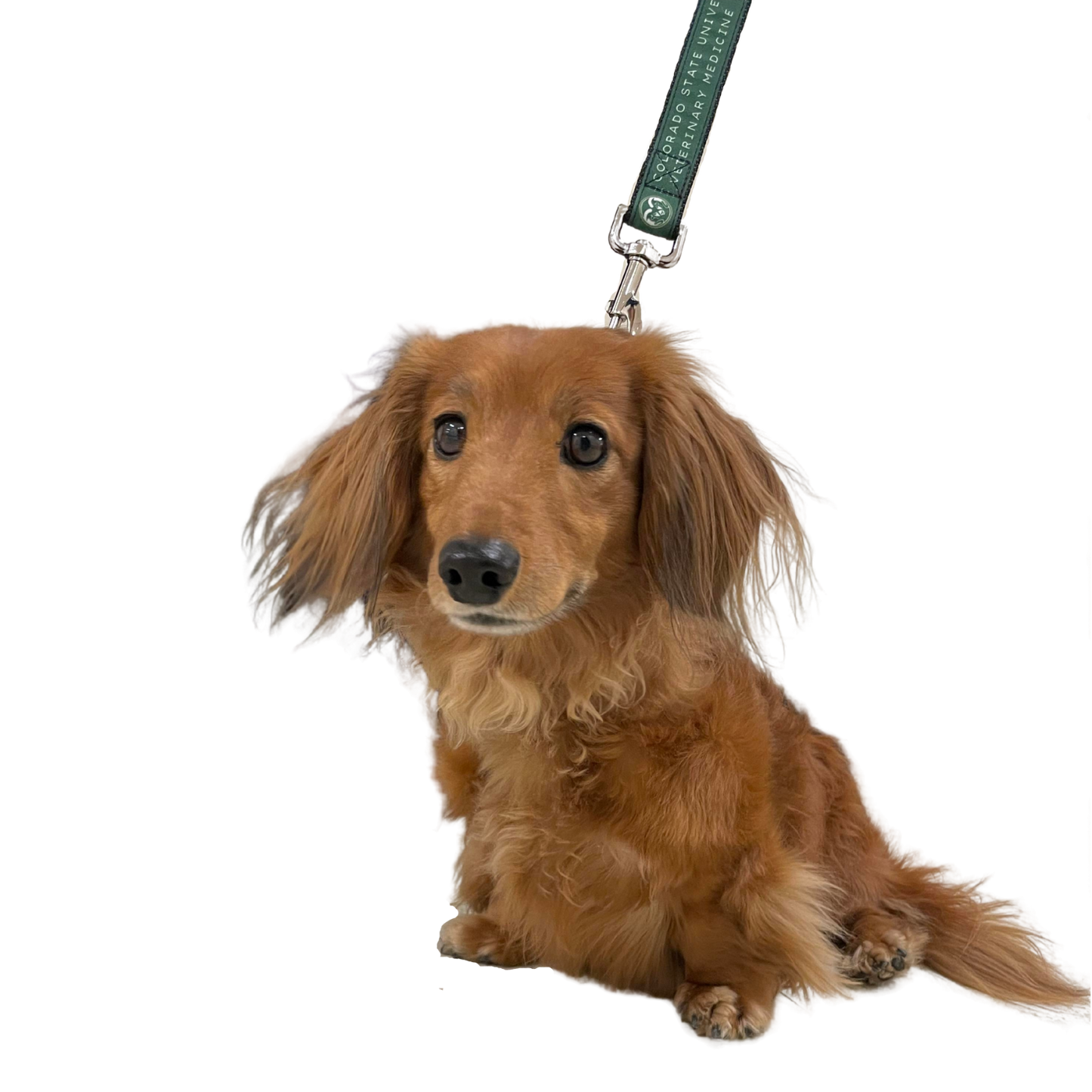 CSU Vet Med Pet Leash